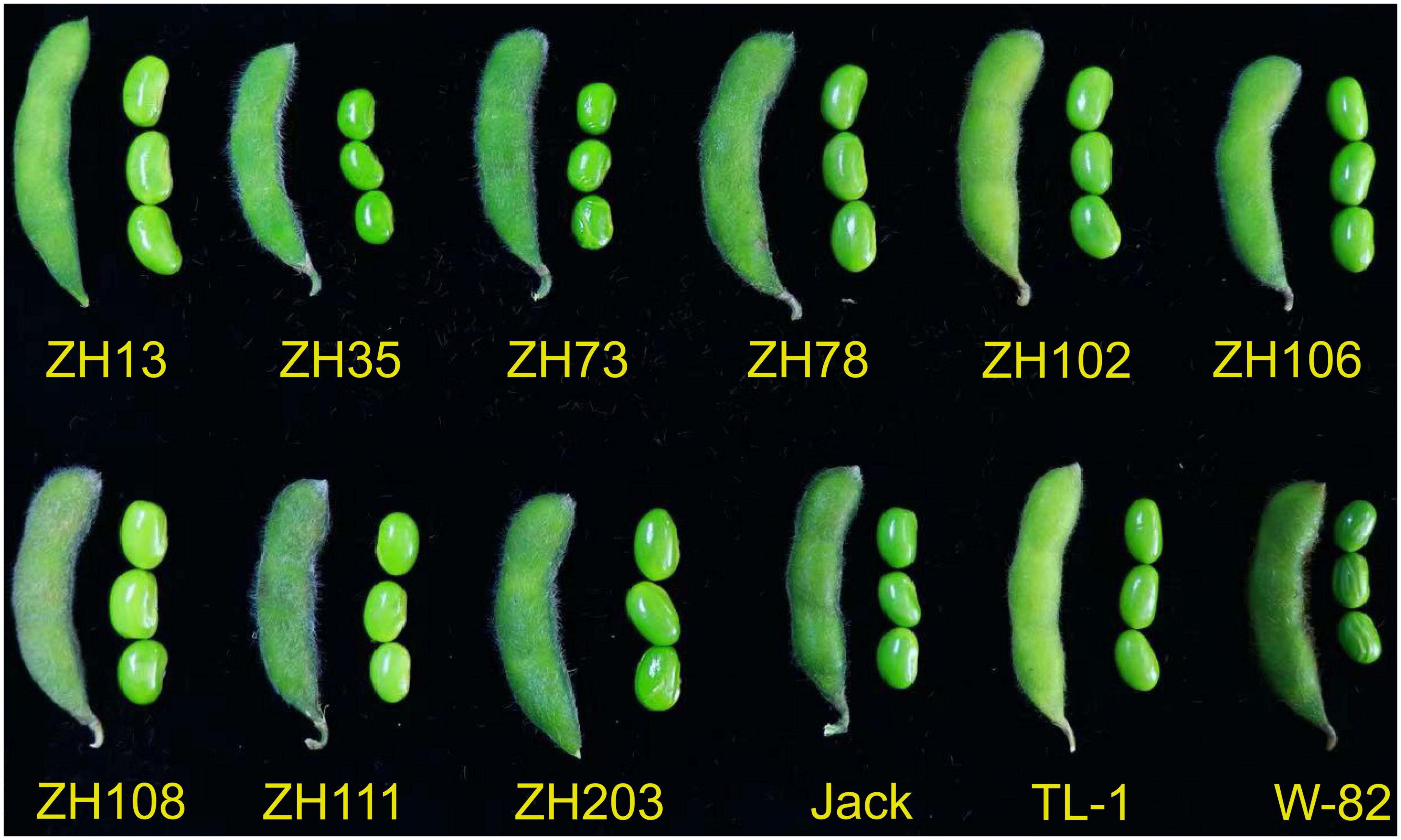 The nutritional composition of the vegetable soybean (maodou) and its potential in combatting malnutrition